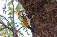 Pic du Bengale, Achrol, Inde