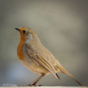 Rouge gorge