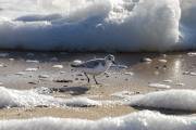 Becasseau sanderling