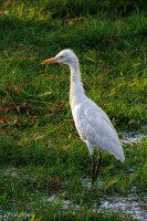 Héron garde-boeufs, Agra, Inde