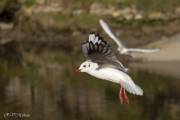 Mouette rieuse