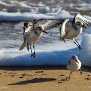Becasseau sanderling