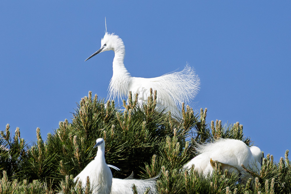 Aigrette garzette au sommet de la héronnière