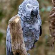 Perroquet gris 