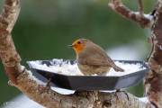 Rouge gorge et la neige