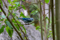 Tangara bleu, Pérou