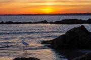 Aigrette