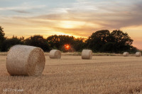 La moisson est faite, au coucher du soleil, Lanester