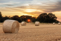 La moisson est faite, au coucher du soleil