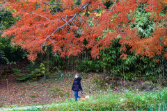 Promenade, Parc de Kerbihan, Hennebont