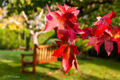 Feuille de liquidambar