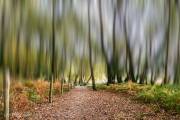 Filé sur les arbres