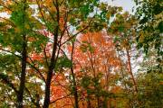 Couleurs d'automne, Lorient