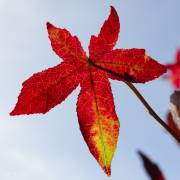 Liquidambar