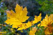 Feuille d'érable en automne