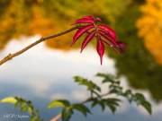 Feuille d'automne