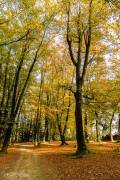 Sous bois en automne