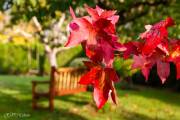 Feuille de liquidambar