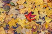 Tapis de feuilles sur l'eau