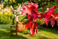 Feuille de liquidambar