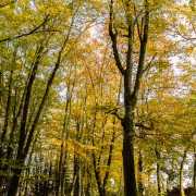 Sous bois en automne