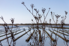 Parcs à huitres près de l'Ile Kerner (Riantec)