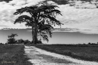 Pin sur l'ile Berder, Riantec