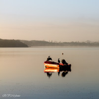 Le repos des cormorans
