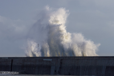 Vagues à Lomener, le chien