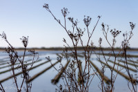 Parcs à huitres près de l'Ile Kerner (Riantec)