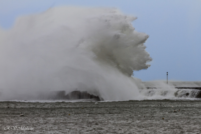 Vague à Lomener, le gorille