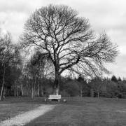 L'arbre de méditation