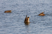 Canards colvert