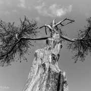 L'arbre de la sorcière