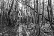 Bois de Rosgrand, Rédéné