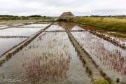 Marais salants, Guérande