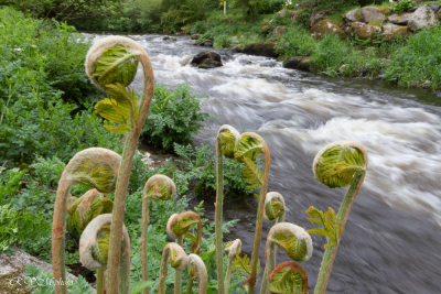 Le Scorff à Pont Callec
