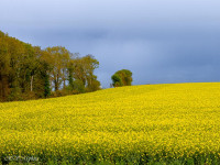 Champs de colza