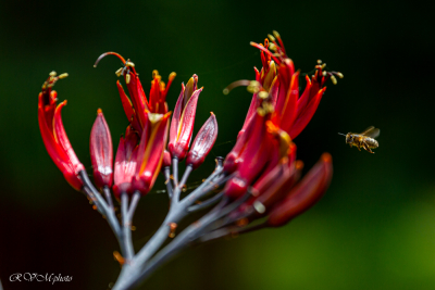La fleur de Phormium et l'abeille