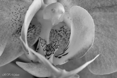 Ange ou démon au coeur de l'orchidée