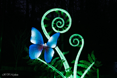 Les animaux de lumière