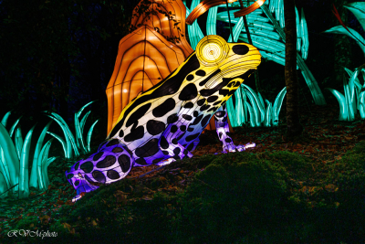 Les animaux de lumière