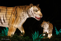 Les animaux de lumière