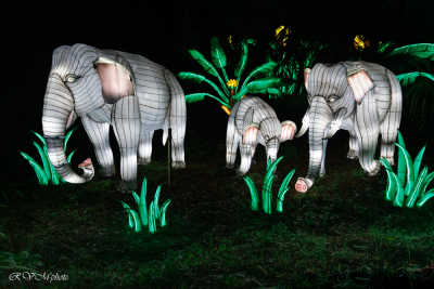 Les animaux de lumière