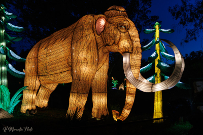 Les animaux de lumière