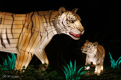 Les animaux de lumière