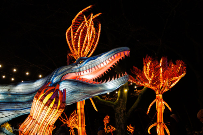 Les animaux de lumière