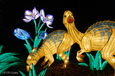 Les animaux de lumière