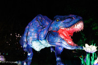 Les animaux de lumière