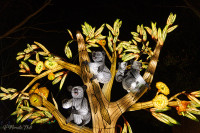 Les animaux de lumière